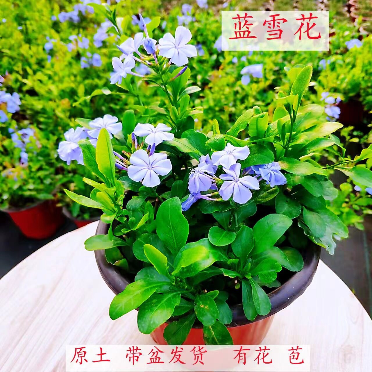 蓝雪花盆栽藤本多年生植物兰雪花带花苞室内阳台庭院爬藤四季花卉