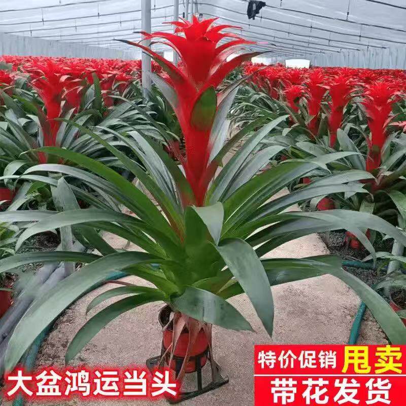 鸿运当头盆栽带花小红星办公室