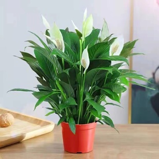 白掌盆栽一帆风顺水培植物办公室内花卉好水养的绿植红掌四季开花