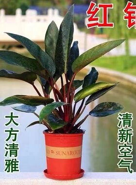 大叶红钻金落地绿植盆栽办公室