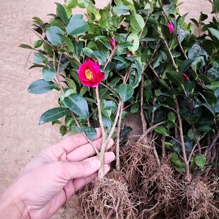 茶梅花苗树小玫红茶梅球品种茶梅发货山茶花盆栽盆景庭院四季绿植
