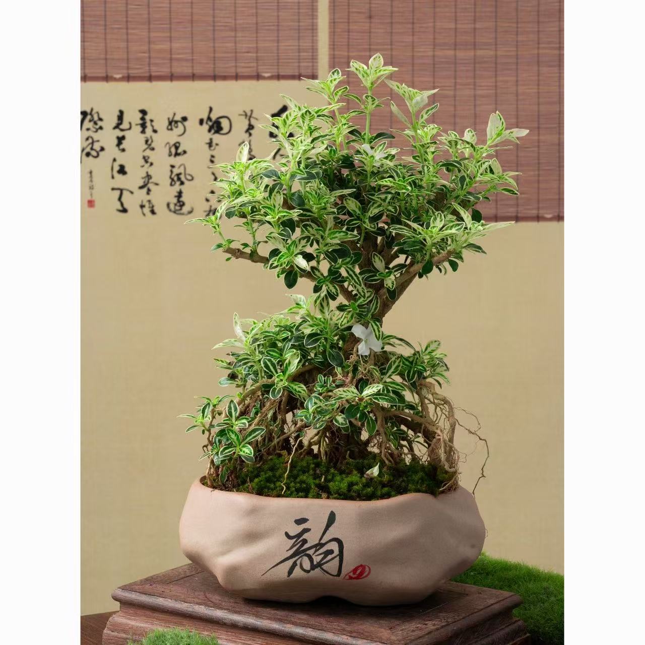 六月雪绿植盆栽老桩四季易养易活