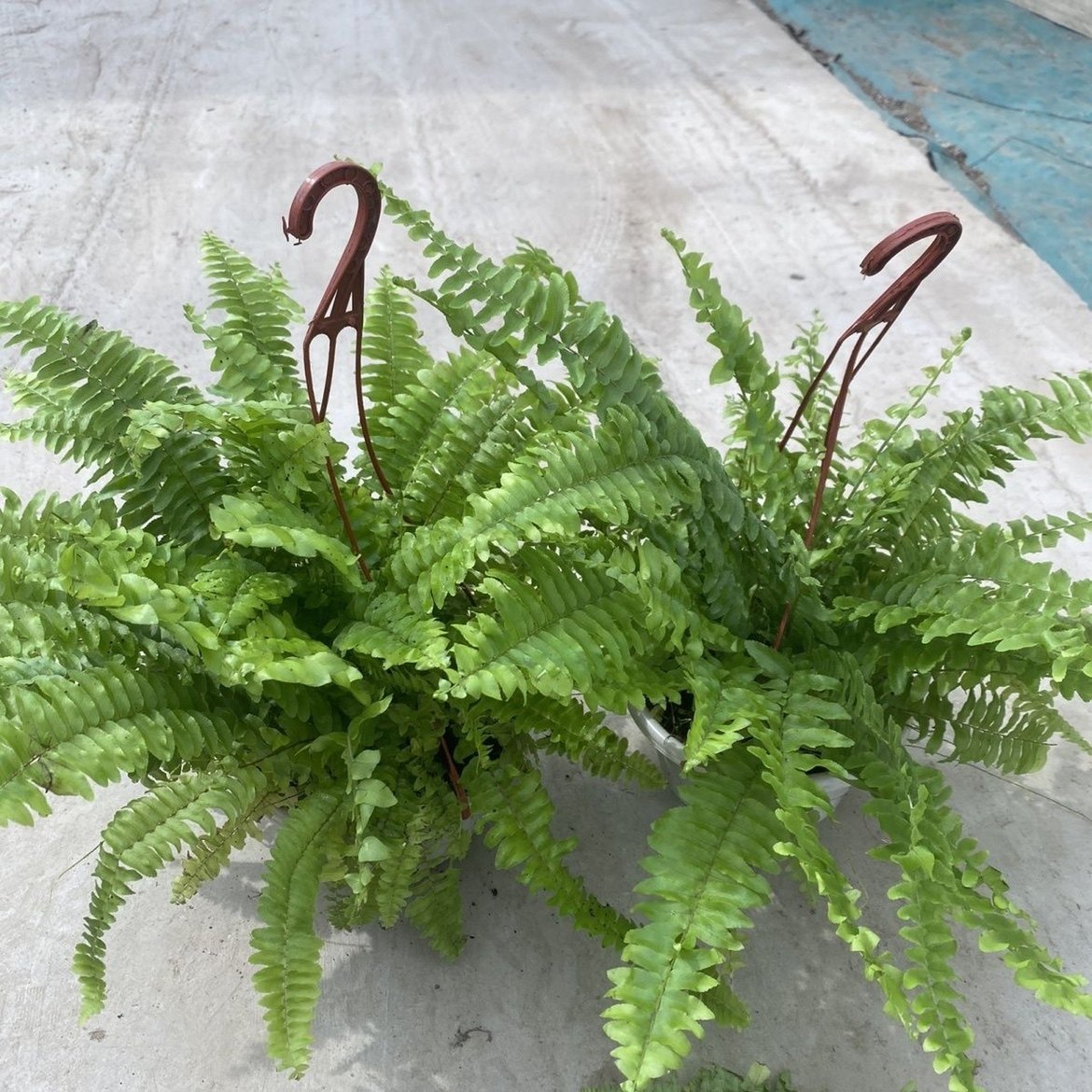 波士顿蕨盆栽垂吊驱蚊绿植物办公室内好养四季常青净化空气吸甲醛