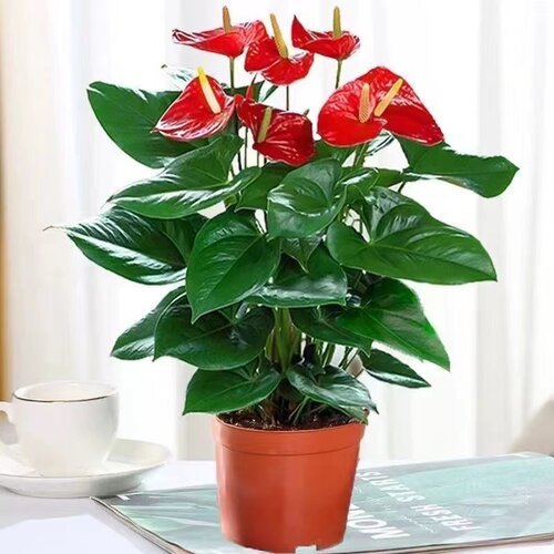 花卉绿植客厅红掌吸甲醛