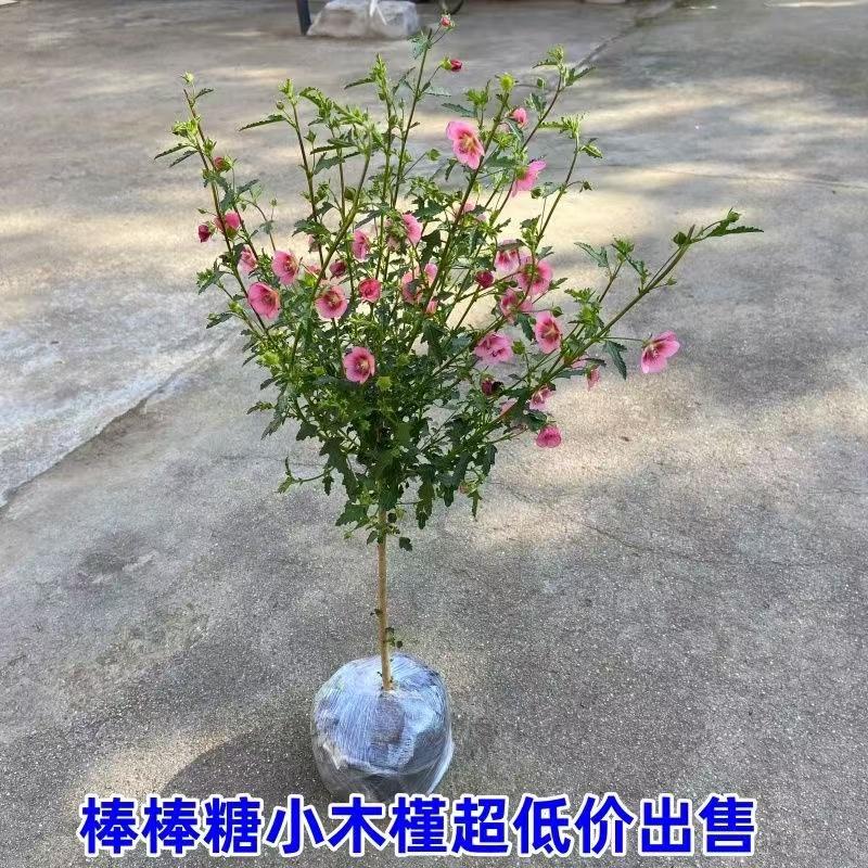 四季木本花卉带花苞小木槿吸甲醛