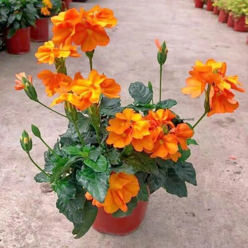 鸟尾花盆栽木本花卉客厅四季美观