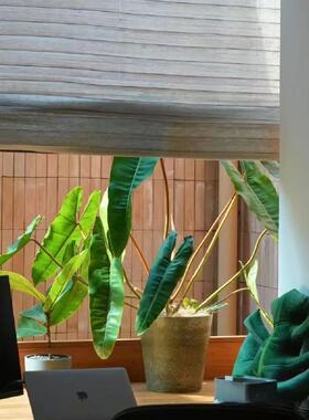 橙柄蔓绿绒 Philodendron billietiae Croat 热植盆栽高级植物
