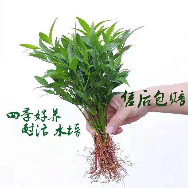 水培驱蚊竹富贵竹水养植物竹柏室内客厅好养绿植花卉盆栽四季常青