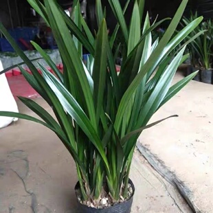 耐寒兰花苗墨兰金边企黑浓香室内四季建兰花卉绿植物原盆栽好养