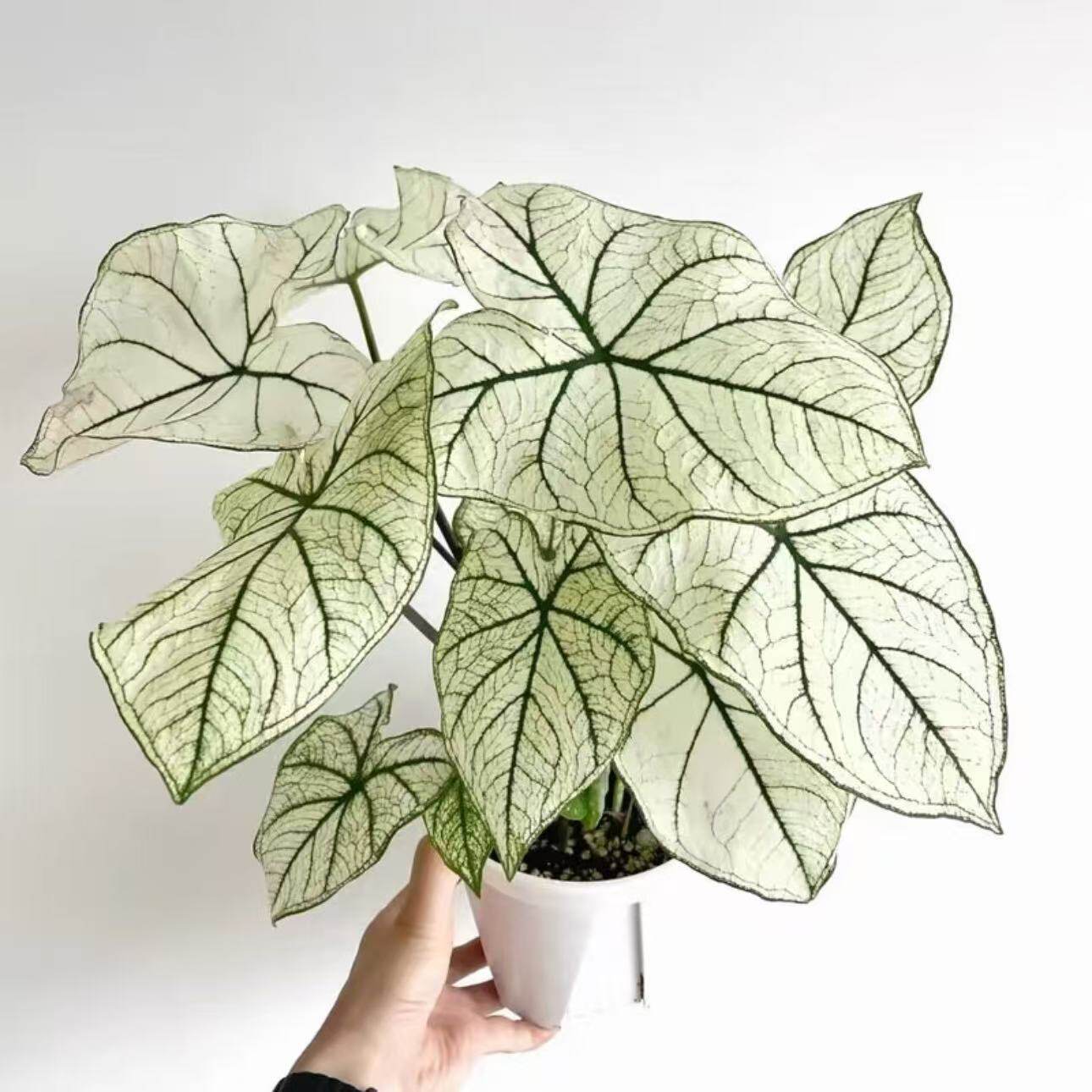 白色恋人绿植网红彩叶芋海芋