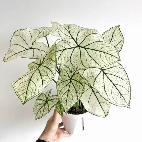 白色恋人绿植网红彩叶芋海芋
