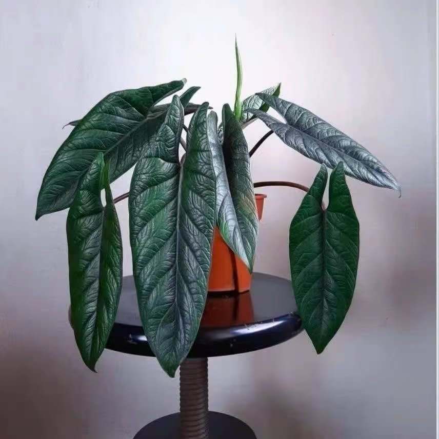 板盾海芋甲骨文海芋炼狱蝰蛇盆栽