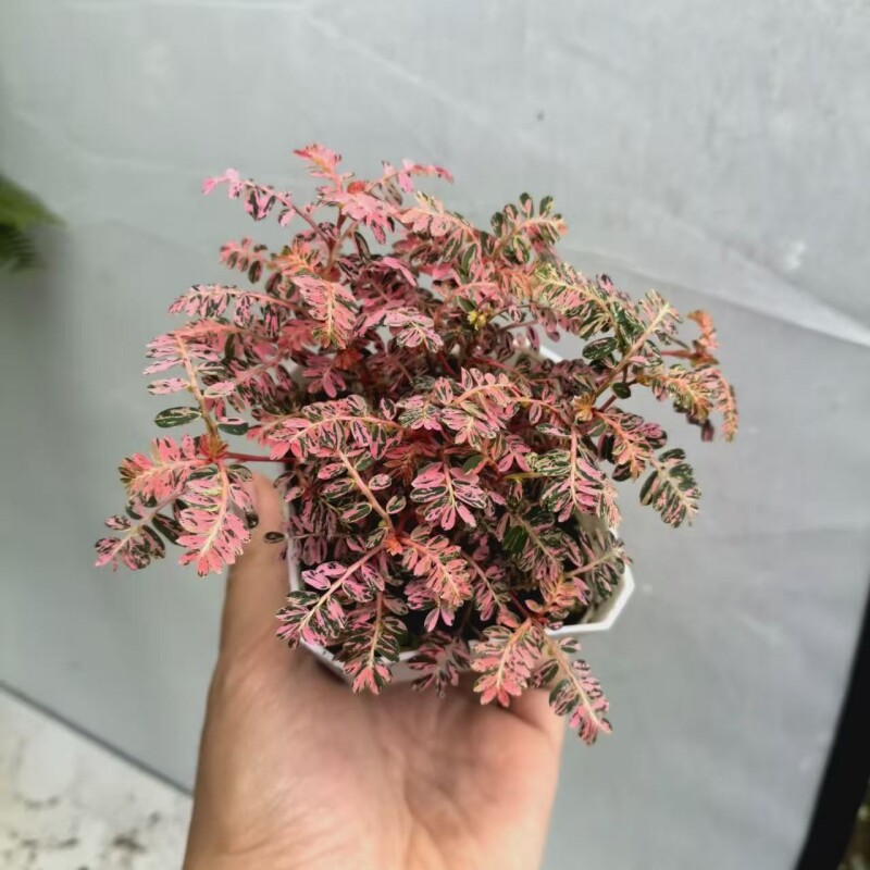 粉锦叶下珠网红热植室内桌面盆栽