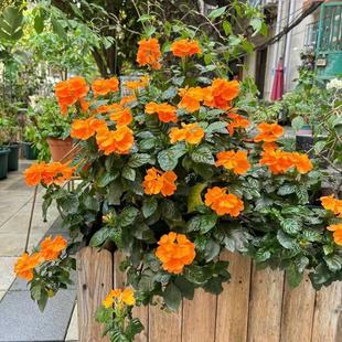 鸟尾花盆栽带花苞室内办公室四季开花不断阳台庭院耐热花卉绿植物