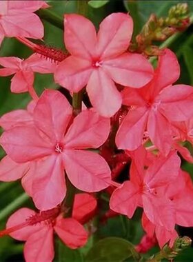 红雪花灌木阳台四季美观