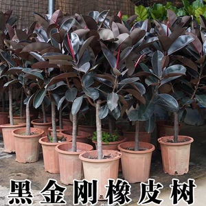 橡皮树绿植净化空气黑金刚好养