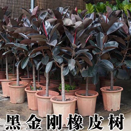 橡皮树客厅大型盆栽棒棒糖造型黑金刚室内好养净化空气绿植办公室