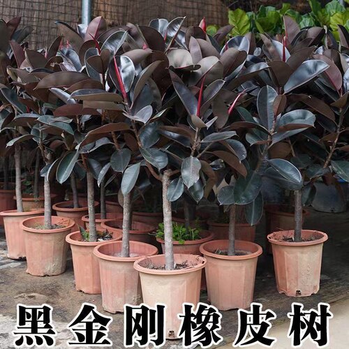 橡皮树绿植净化空气黑金刚好养