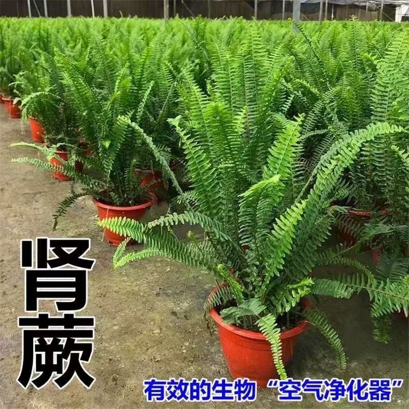 肾蕨盆栽排骨草耐寒耐热四季常青