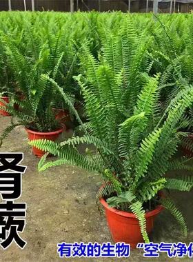 肾蕨盆栽排骨草耐寒耐热四季常青花镜蕨类绿植阳台客厅室内植物庭