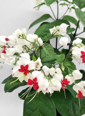 龙吐珠花带花盆栽花卉观花植物室内客厅花吸甲醛四季开花好养易活