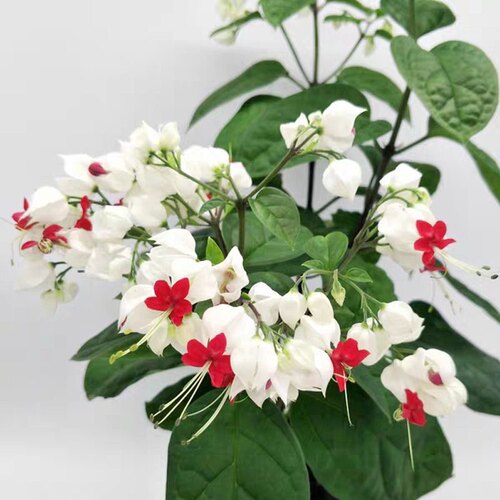 龙吐珠花带花盆栽花卉观花植物室内客厅花吸甲醛四季开花好养易活