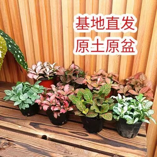 网纹草植物室内客厅阳台防辐射图片