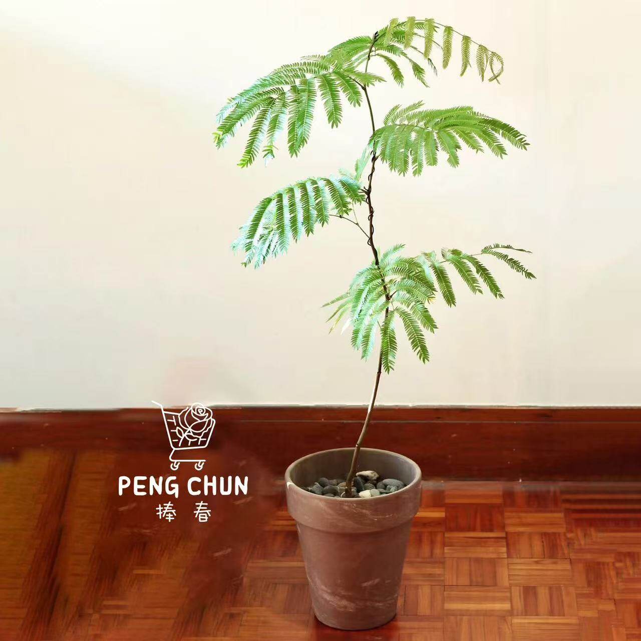 网红密叶猴耳环盆栽室内耐阴好养绿植热植办公桌面盆栽阳台耐活