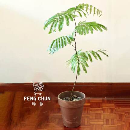 网红密叶猴耳环盆栽室内耐阴好养绿植热植办公桌面盆栽阳台耐活