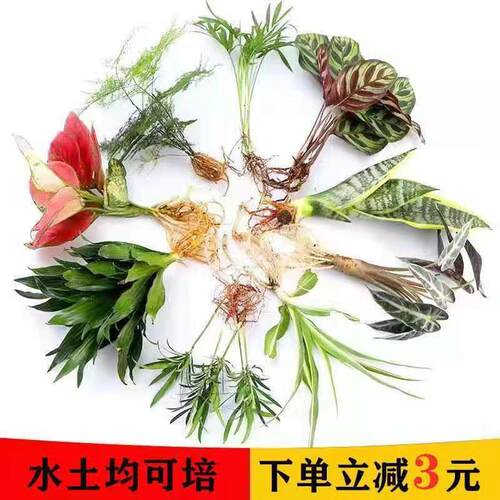 净化空气吸甲醛水培植物室内