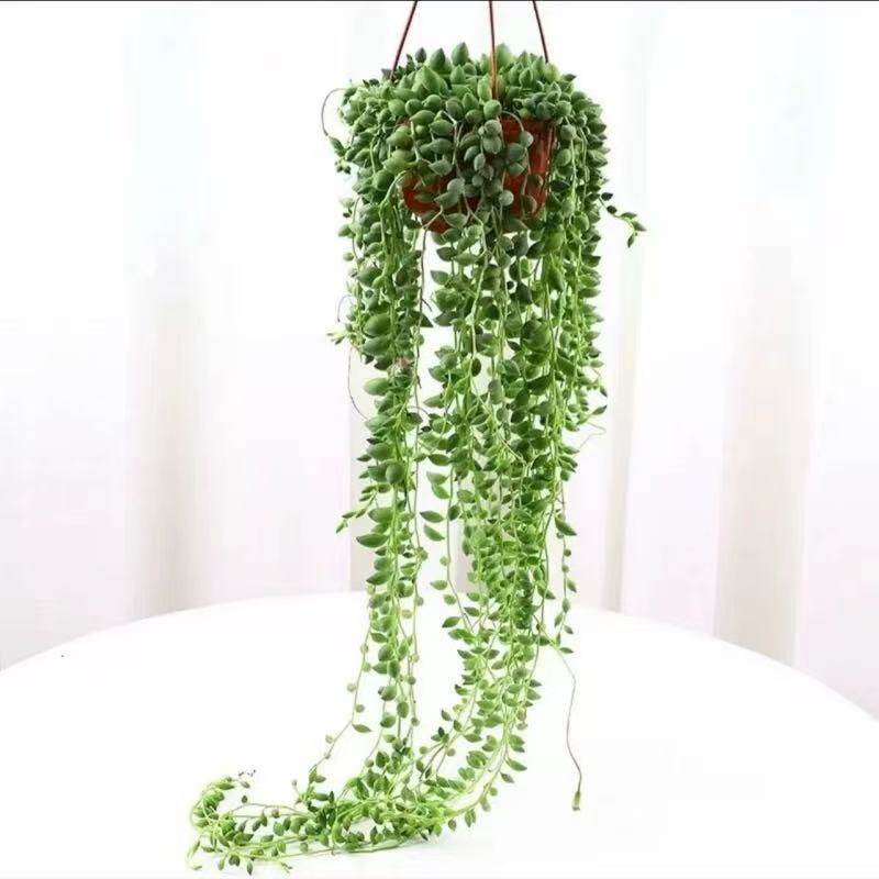 佛珠情人泪多肉植物吊兰基地长藤