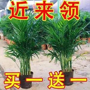 散尾葵净化空气防辐射吸甲醛