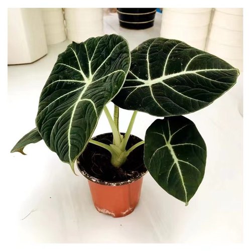 黑天鹅海芋室内净化空气美观