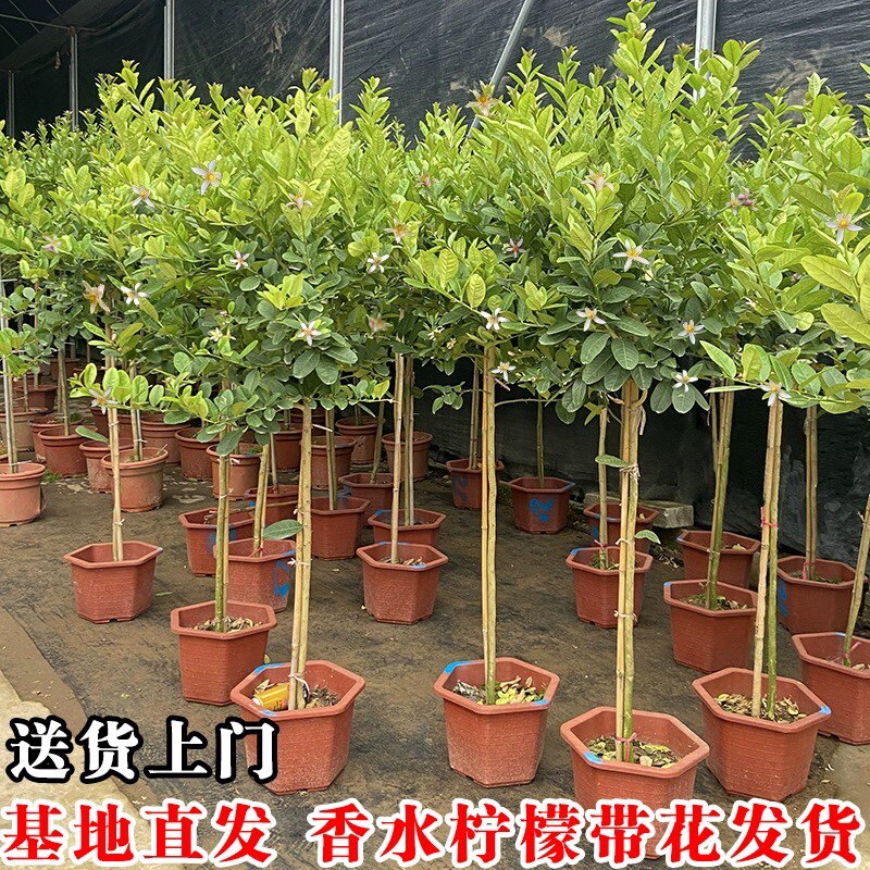 柠檬树盆栽室内客厅大型绿植柠檬苗观果植物尤力克高杆香水柠檬树