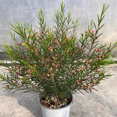 澳洲腊梅木本花卉阳台冬季美观