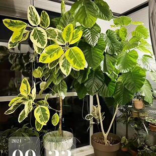 黄金榕老桩富贵榕造型客厅绿植花叶橡皮树盆栽北欧室内植物