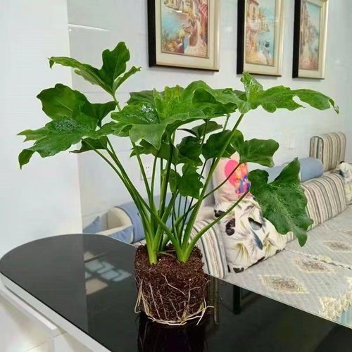 春羽四季常青观叶植物室内水培