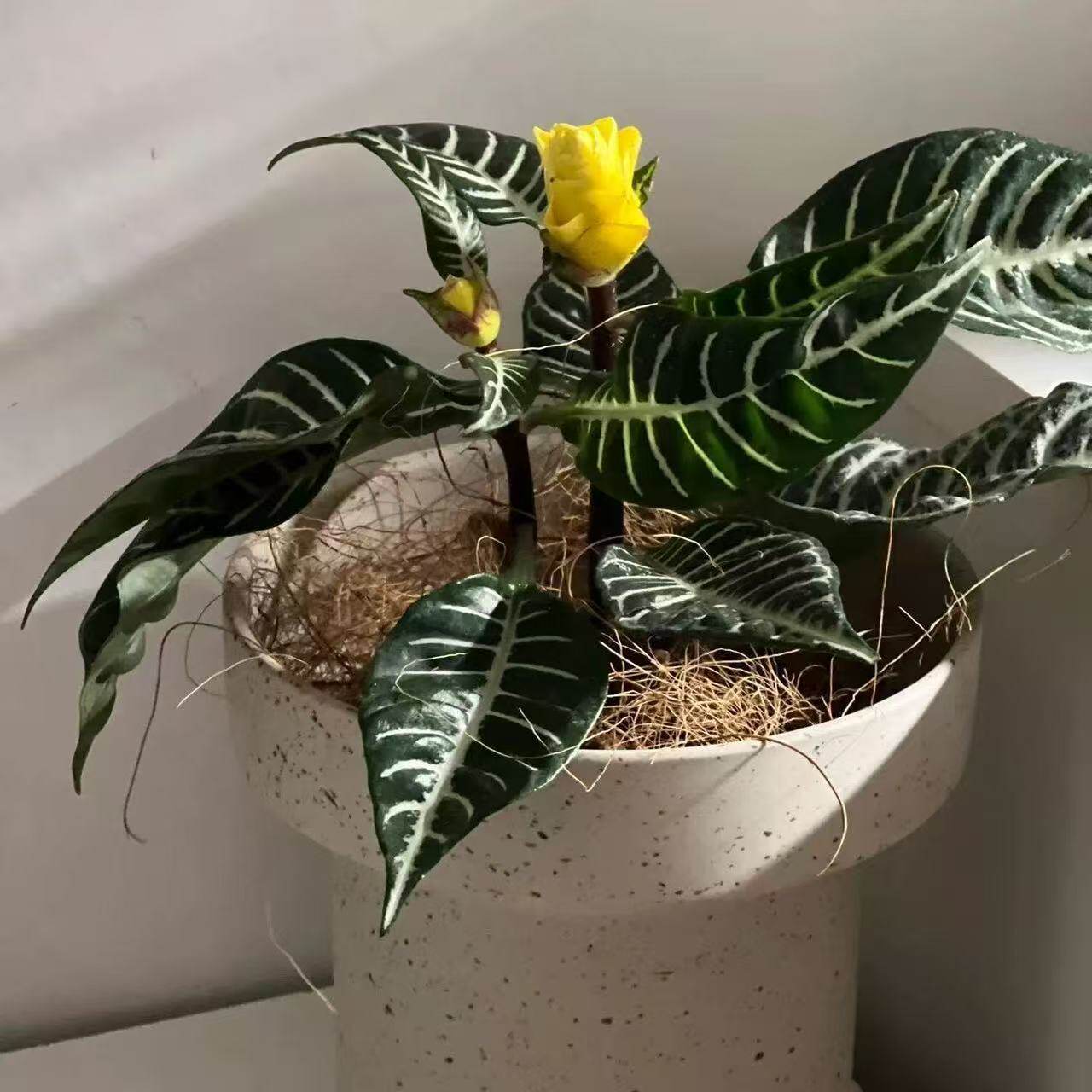斑马花阳台银脉绿植庭院盆栽绿植