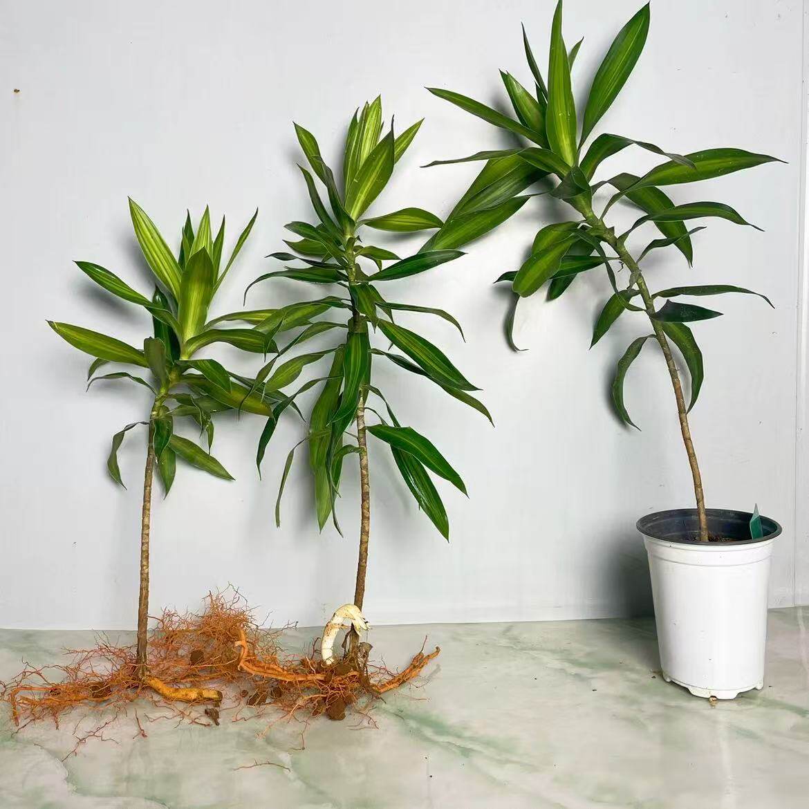 金心百合竹懒人植物网红绿植水培