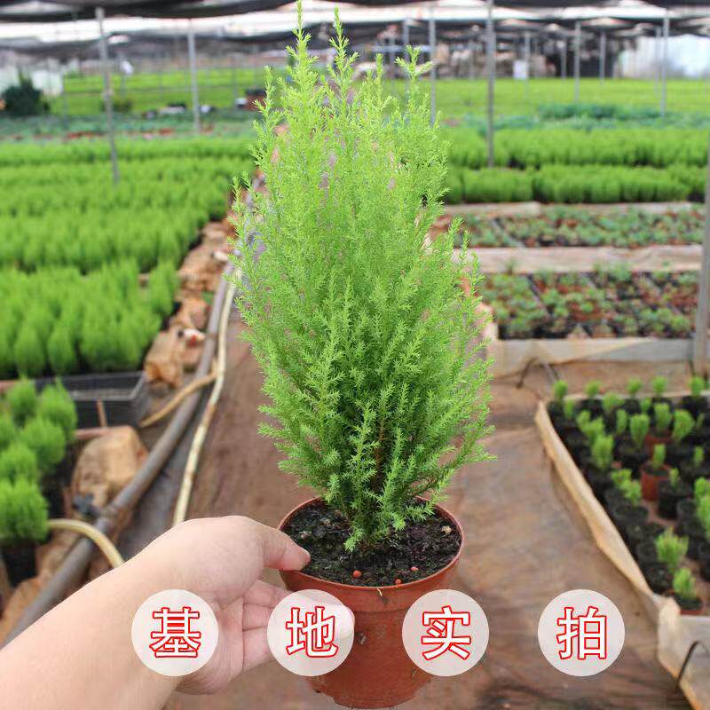 香松盆栽小圣诞树水培绿植植物盆景四季室内好养桌面棒棒糖松树
