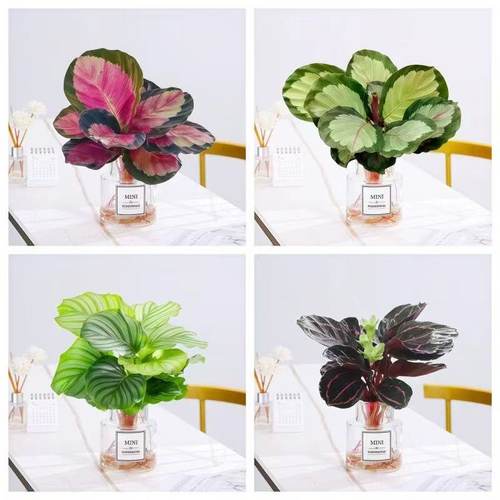 水培植物青苹果彩虹竹芋绿植盆栽