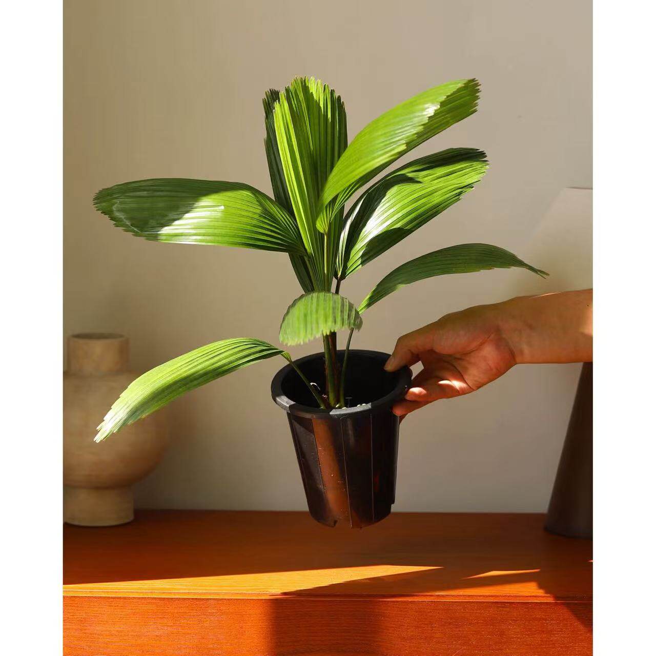 正宗泰国圆叶刺轴榈蒲葵棕榈科