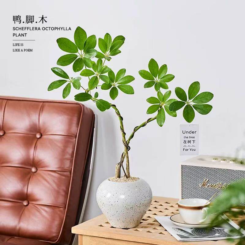 双苗造型鸭脚木盆栽工位桌面绿植