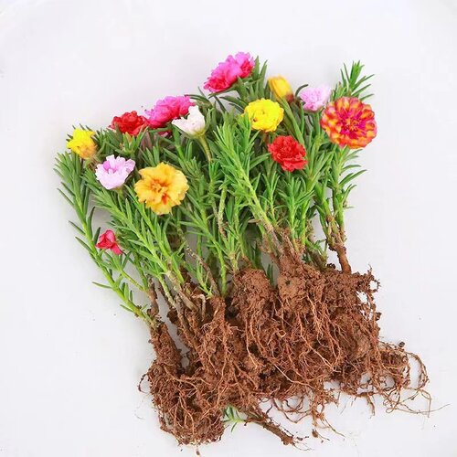 太阳花光照花卉阳台四季