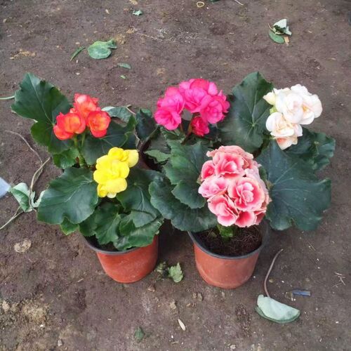 不断庭院开花植物丽格海棠四季