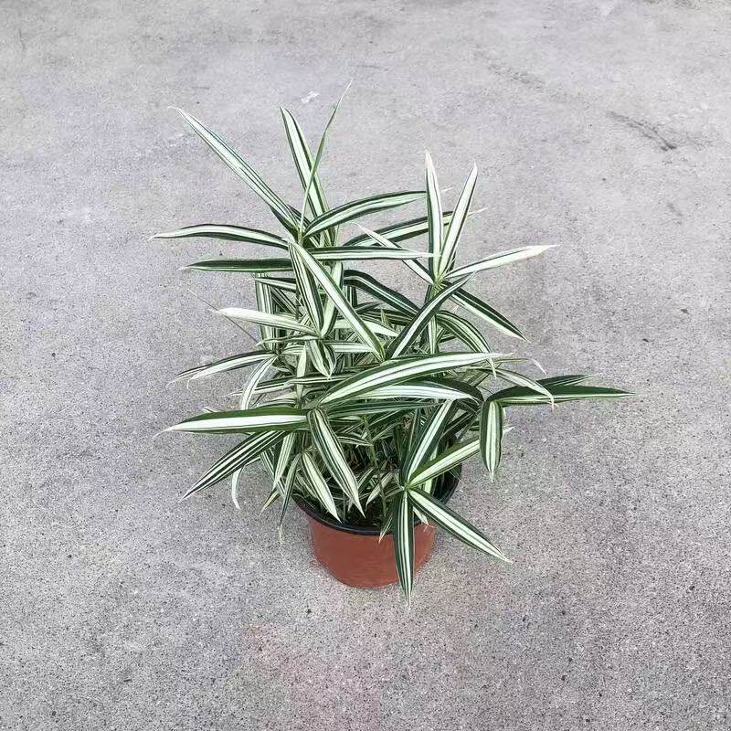 熊猫竹迷你竹子微型绿植室内庭院