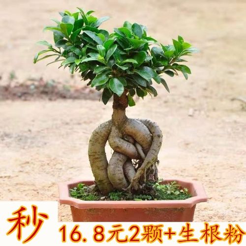 榕树办公室净化空气四季常青盆栽