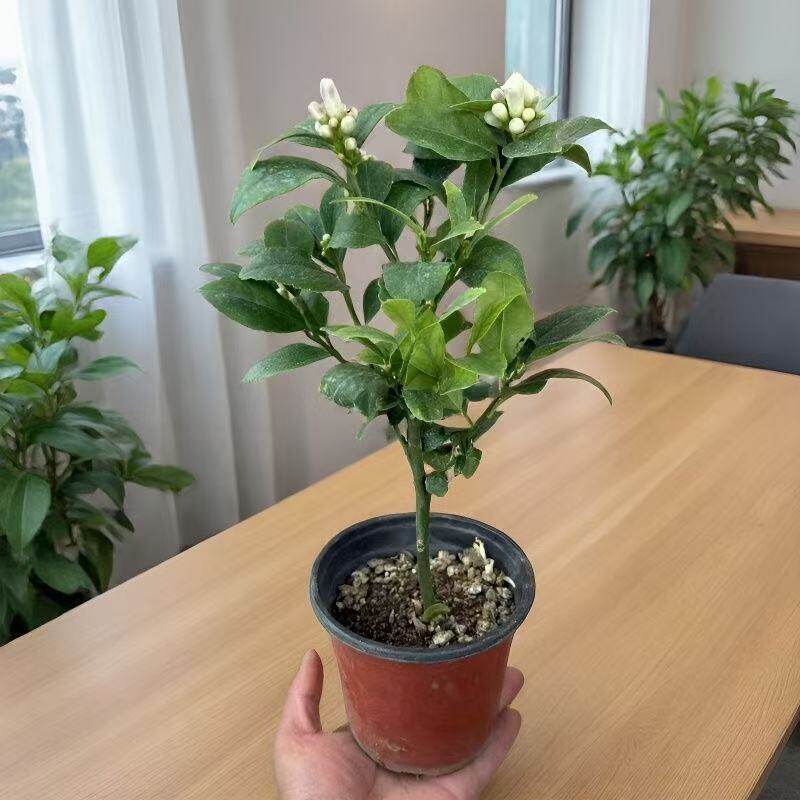当年结果香水柠檬树苗带土带叶室内盆栽庭院地栽客厅阳台绿植盆景