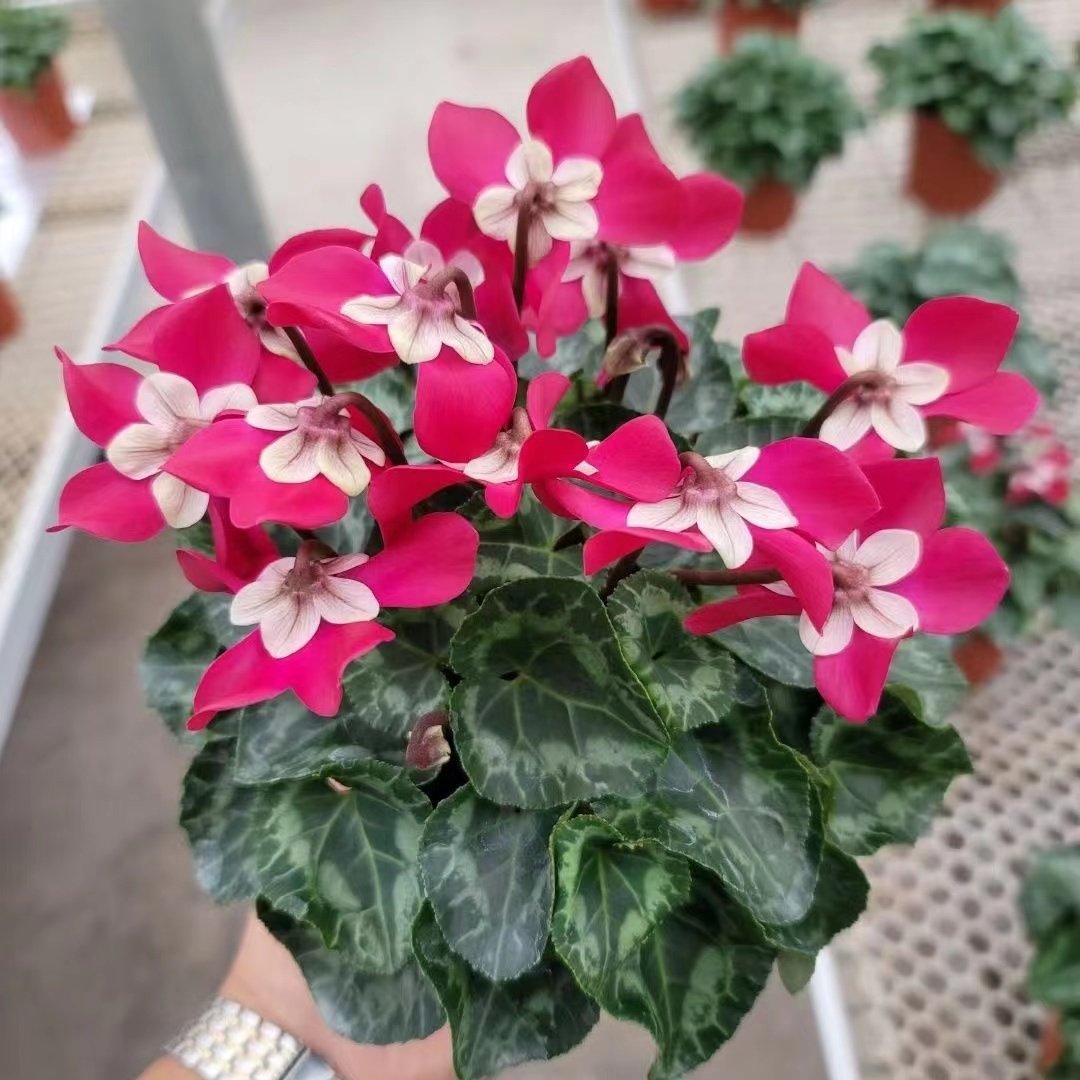 仙客来盆栽阳台四季开花带花苞