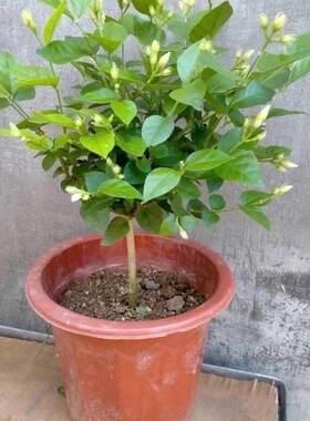 正宗单瓣笔尖茉莉花独枝独杆精品